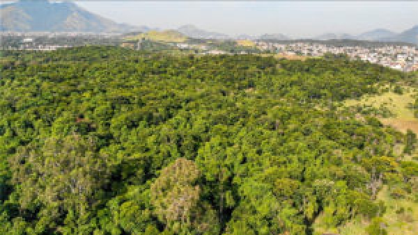 Floresta do Camboatá deve ser preservada