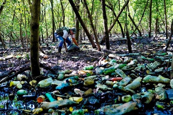 O lixo ameaça os manguezais na costa brasileira: risco para a vida marinha e para a comunicação de biomas importantes para o Planeta