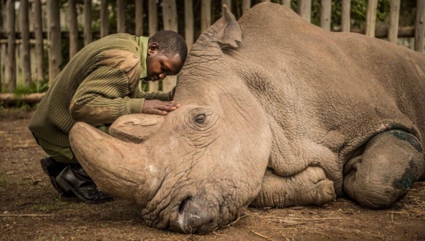 Apelidado de ‘gigante gentil’, o último macho rinoceronte-branco-do-norte teve que ser sacrificado, confirmando a triste história da extinção da subespécie