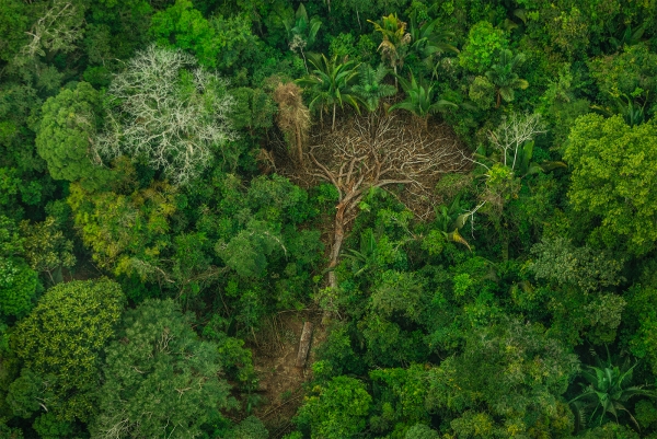 Só resistência da sociedade vai barrar os  ataques de Bolsonaro ao meio ambiente